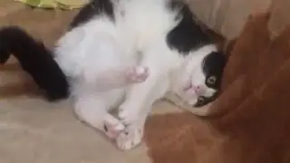 Хозяйка дивана
