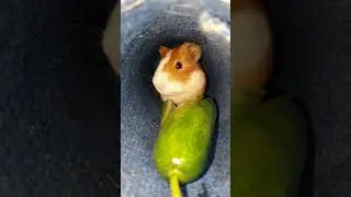 Tiny Guinea Pig Eating Cucumber So Cute #Shorts