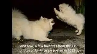 Air Alice 2013