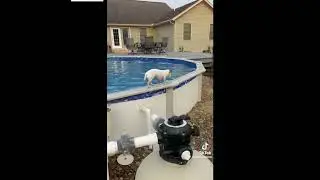 The dog has it all figured out!