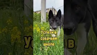 Успехи в собачьей школе 🐕 