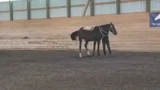 Horse Starting in 15mins