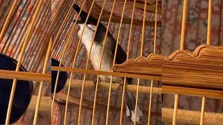 Chào Mào Đấu Siêu Lân Siêu Tê Bóng Bộ Siêu Khủng AE Vào Thẩm Xem #chàomàođấu #chàomàohót