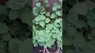 Vamu Plants ☘️