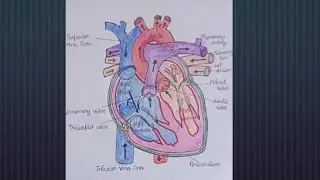 Drawing of Human Heart for beginners / How to colours Human Heart (Part - 2)