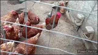 Весенние хлопоты, работы полно. Пополняем хозяйство, а то вдруг скучно будет.