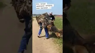 Работа в паре немецкая овчарка, малинуа | Дрессировка собак 