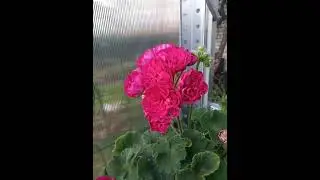 ИВ-Есфирь Прекрасная