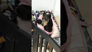 Dogs be staring… 