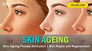 Skin Aging(ageing) Process Animation | Skin Repair and Regeneration | Skin Care & Treatment