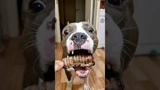Амстафф Локи 3 года | Подгончики | Стаффорд | Amstaff Loki