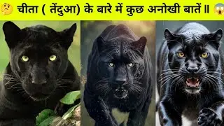 चीता ( panther) के बारे में कुछ अनोखी बातें ll Some Unique Things About panther ll #facts #shorts