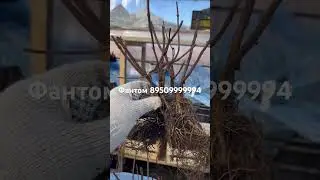 #гортензияметельчатая