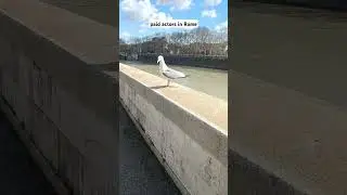 they're gathered like a cool friend group #rome #roma #italy #italia #romeitaly #seagulls #seagull