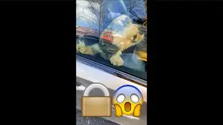 LUCA sieht EINGESPERRTEN HUND!😱 🐶 | laserluca Instagram Stories