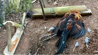 Create amazing trap chicken superb