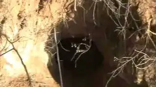 норы барсука