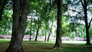 RhododendroPark Bremen 22 02 2022