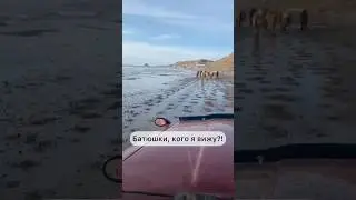 В мире животных!!!