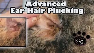 Advanced Ear-Hair Plucking - Major Ear Hair on a Standard Poodle - Gina's Grooming