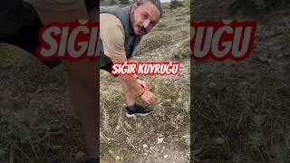 Hiç Sığır Kuyruğu gördünüz mü? #shorts #bozkır