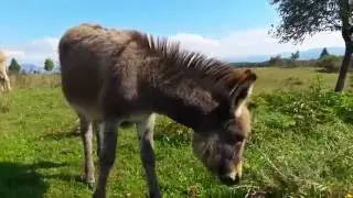 KONJ MAGARAC MAČKA KOZA GUSKA ĆURKA