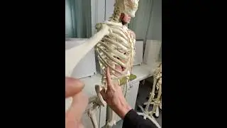 Which ribs cover the lung and the liver?