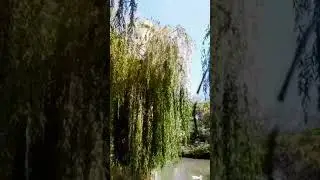 лотосы