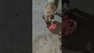 Сегодня на ужин у собачек фарш