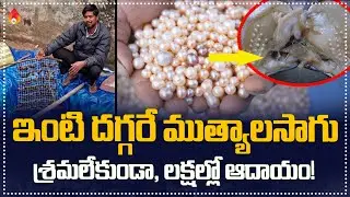 Amulya Startups: ఇంటి దగ్గరే ముత్యాల సాగు, లక్షల్లో ఆదాయం | pearl farming business story