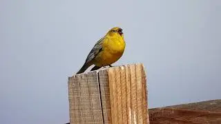Chirihue Dorado (Sicalis auriventris)