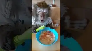 обезьянья каша в обезьяньем доме🥣😋🐒#monkey #animals #petmonkey #mukbang #asmr #животные#обезьяна#зоо