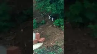 наша кошка привела котят😁😚. пятерых!!!🙈