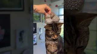 Using my cats fur to make him boots?!😂