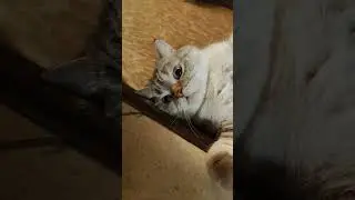 Когда заснул с открытыми глазами😁 #шотландскийкот #забавныеживотные  😺питомник Мелоди Соул😺
