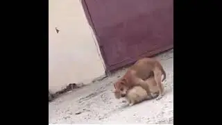 Котопёс. Зачатие легенды... / ЮМОР МЕМЫ АНЕКДОТЫ ШУТКИ ДЕМОТИВАТОРЫ АТКРЫТКИ ЛУЧШИЕ ПРИКОЛЫ