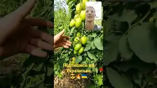 Такого не очікував бомби а не помідор . Кущі тріщать