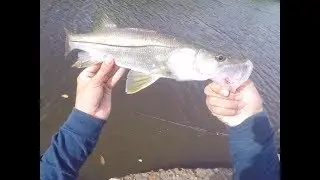 Snook fishing the mangroves