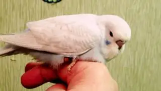 Шикарный птенец Чех