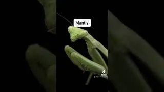 What Insects Look Like Up Close 