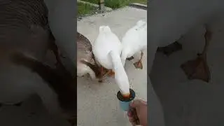 Г У С Ь