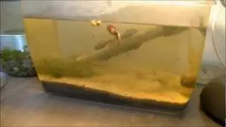 Diary - Triops australiensis - HATCHING & GROWING