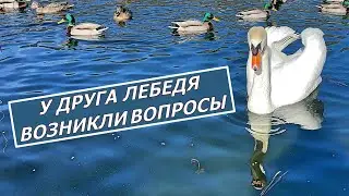 Tell me, friend swan... Conversation on the lake in Austria
