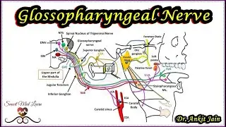 Glossopharyngeal Nerve / Anatomy / Cranial Nerve IX / XI Cranial nerve / Functional components