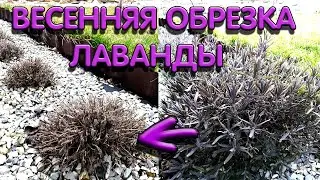 Обрезка лаванды весной I правильное формирование куста