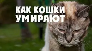 How do cats die and why do they leave home? How to help a dying cat