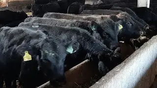 Anguslar Xaqida Gaplashamiz