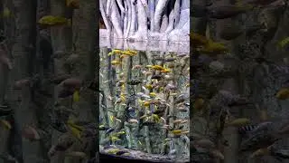 BXSea Aquarium - Xchange Mall Bintaro - Tangerang