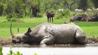 Blaxk Rhino mud bath