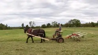 Can you use a Single Draft Horse to Ted a Field??? // Using a Motorized Tedding Machine
